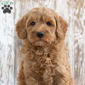 Scott, Mini Goldendoodle Puppy